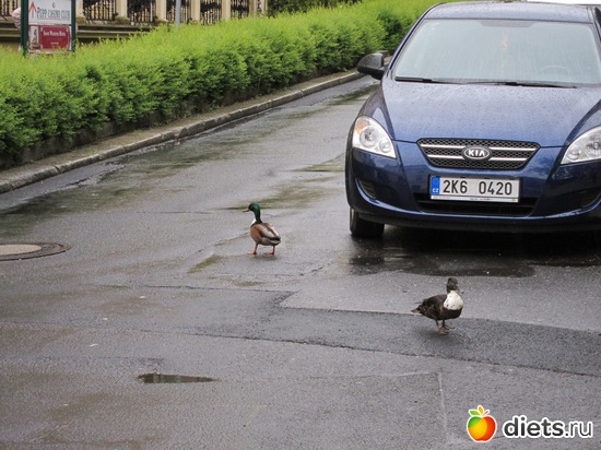 ������� ���� - ��������� �� ����������� ����� ����, ������: ����� 2013 ���-����