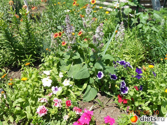 76 фото: Моя дача