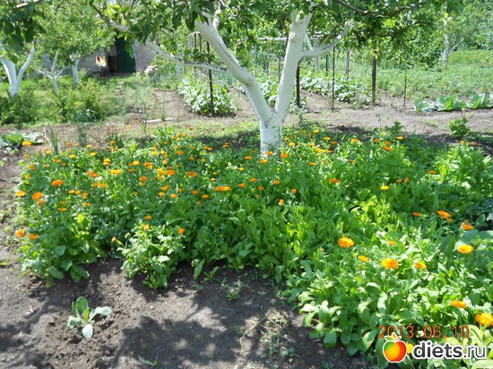 78 фото: Моя дача