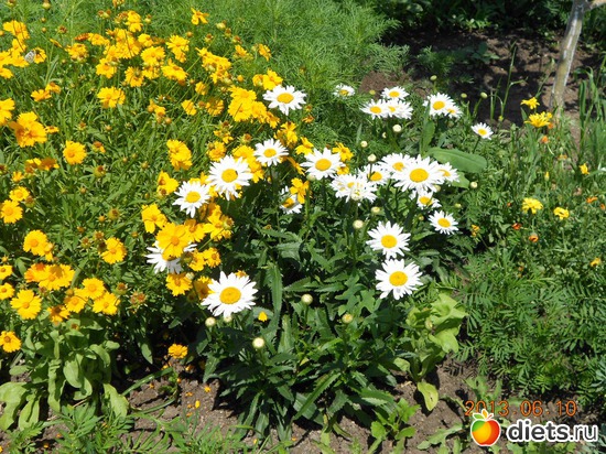 79 фото: Моя дача