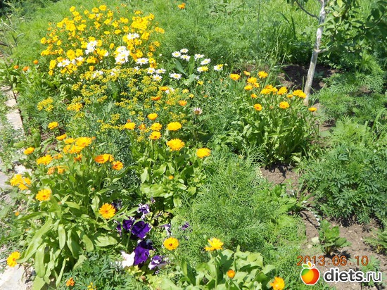 80 фото: Моя дача