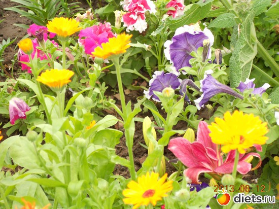 85 фото: Моя дача