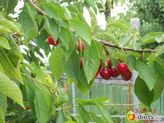 86 фото: Моя дача