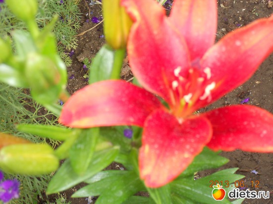 87 фото: Моя дача