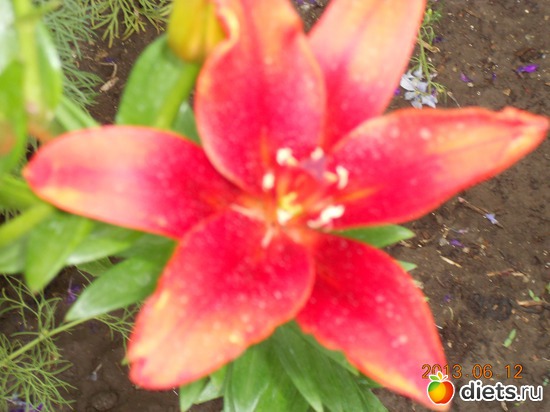 88 фото: Моя дача