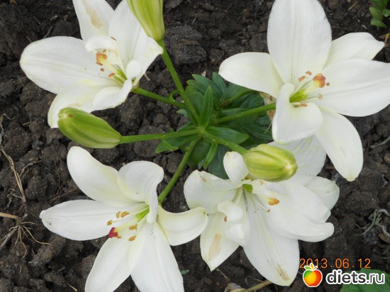 89 фото: Моя дача