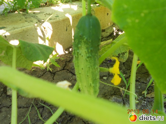 90 фото: Моя дача