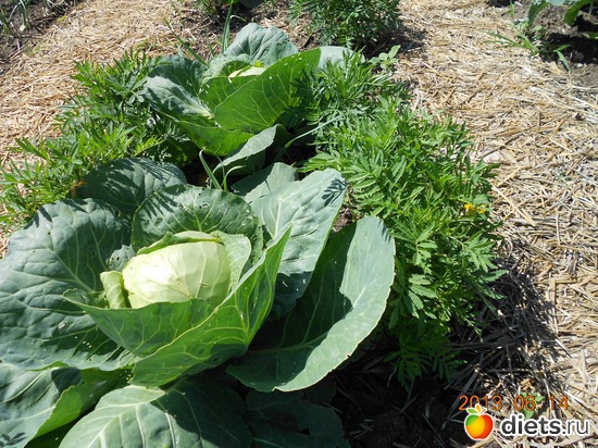 91 фото: Моя дача