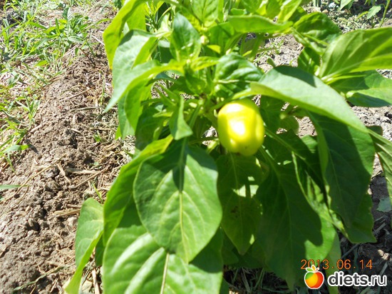 93 фото: Моя дача