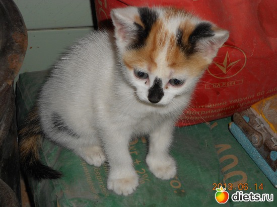 96 ����: ��� ����