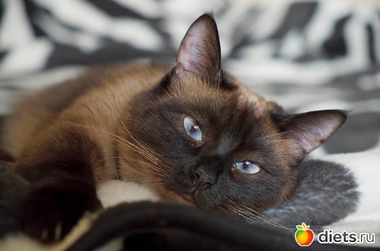 1 фото: кошака