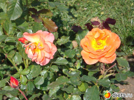 25 ����: ����������