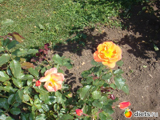 26 ����: ����������