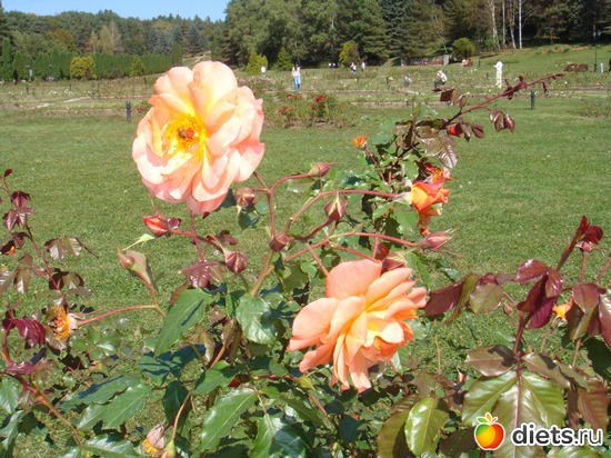 27 ����: ����������