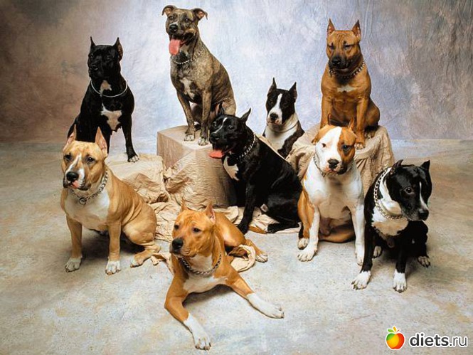 2 фото: • dogs