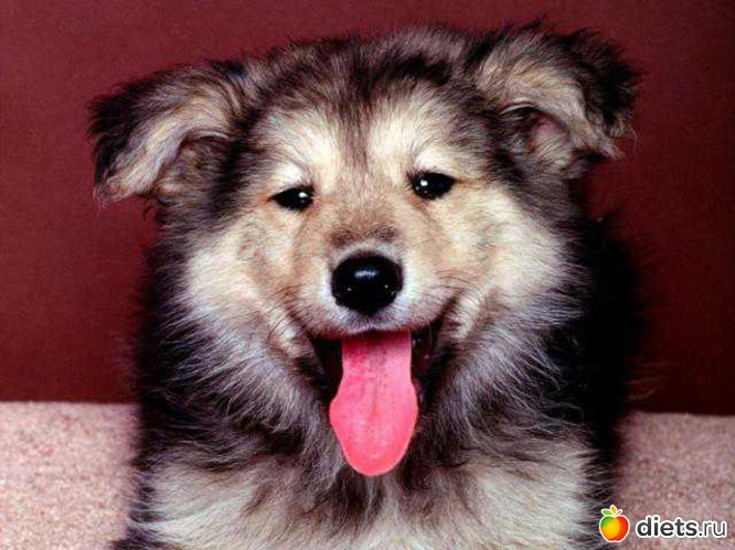 3 фото: • dogs