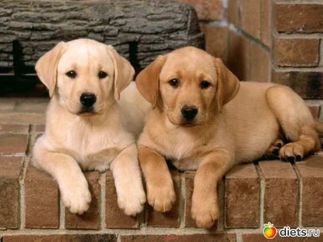 5 фото: • dogs