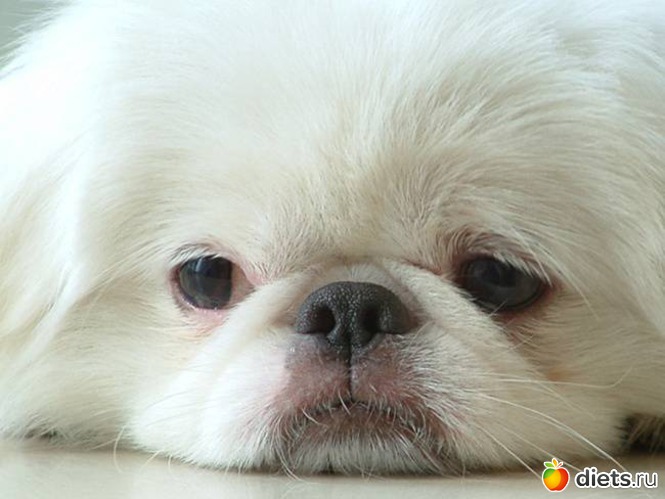 12 фото: • dogs