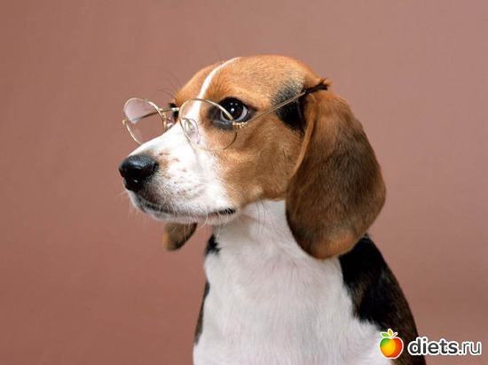 13 фото: • dogs