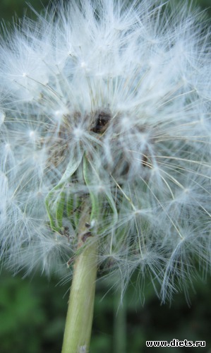 39 ����: ����