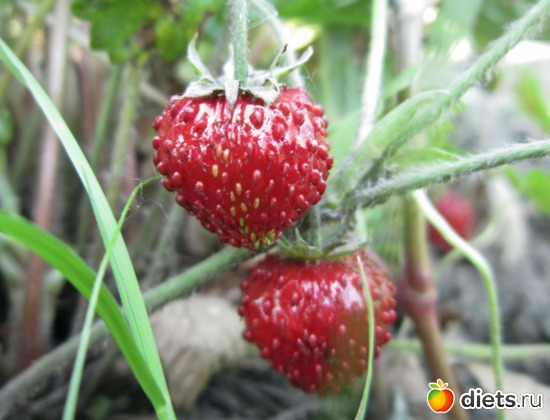 40 ����: ����