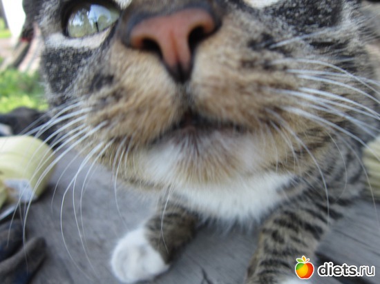 42 ����: ����