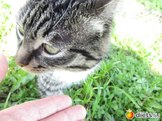 43 ����: ����