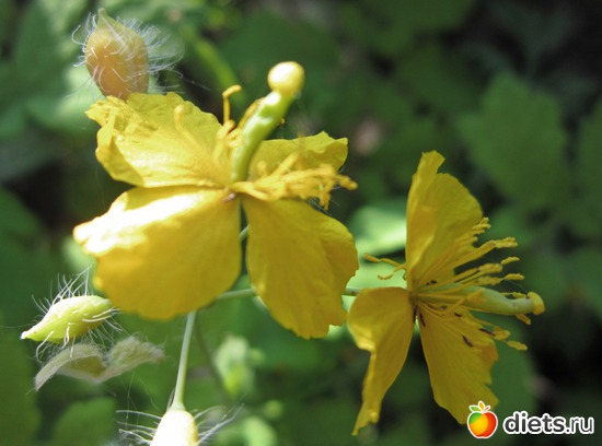 44 ����: ����