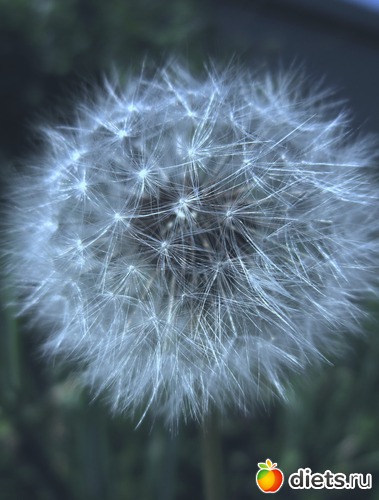 46 ����: ����