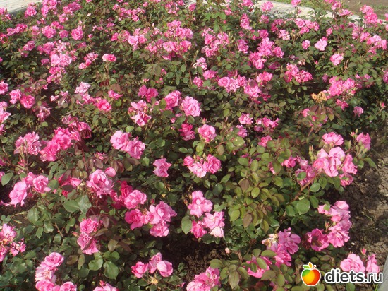 29 ����: ����������