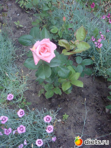 41 ����: ����������