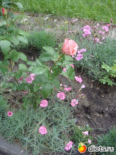 43 ����: ����������