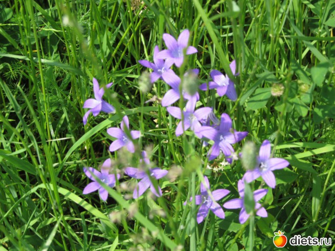 лето, альбом: Москва. Кусково.