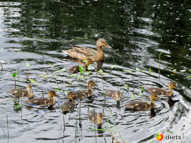 На прогулке, альбом: Москва. Кусково.