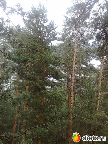 5 ����: �������