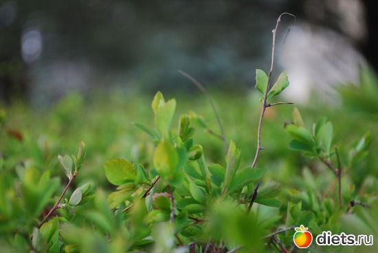 13 ����: �������