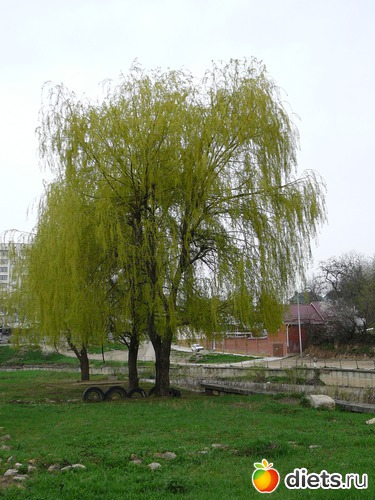 19 ����: �������