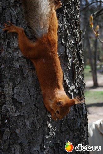 22 ����: �������