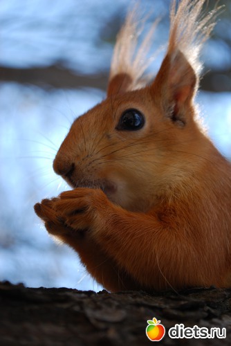 24 ����: �������