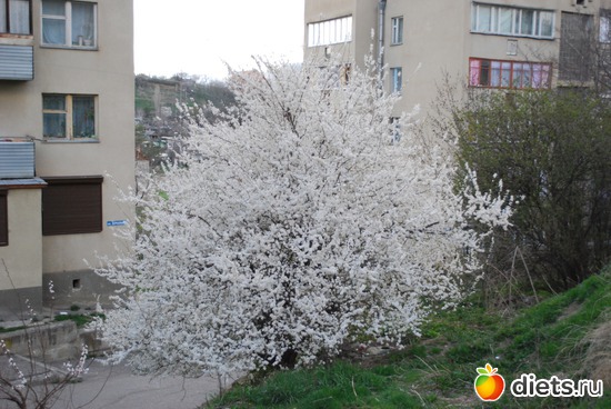 29 ����: �������