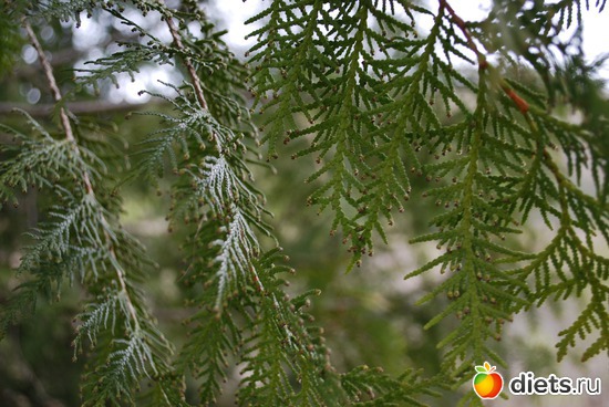 31 ����: �������