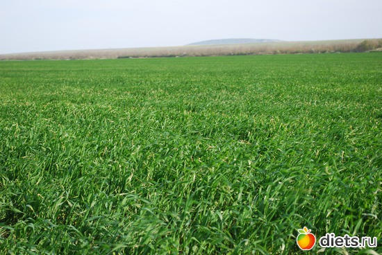 32 ����: �������