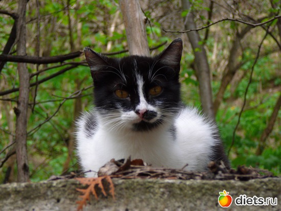 36 ����: �������