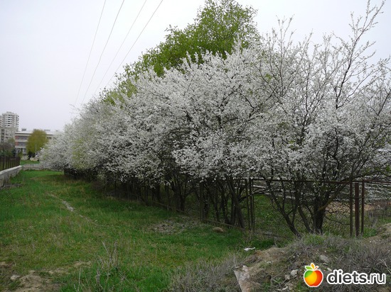 39 ����: �������