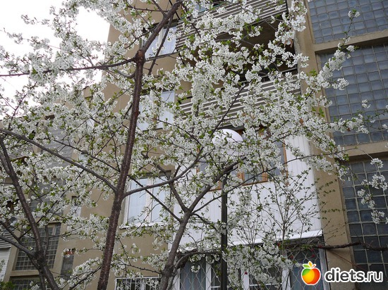 40 ����: �������