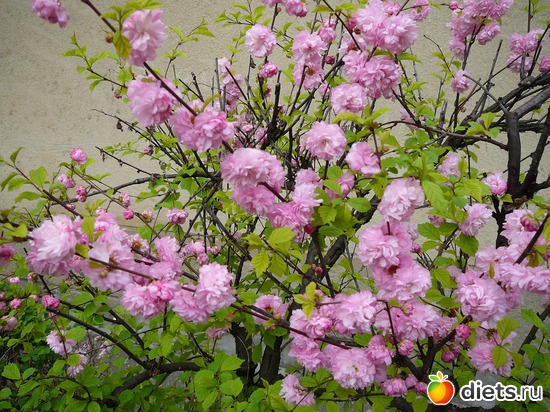 41 ����: �������