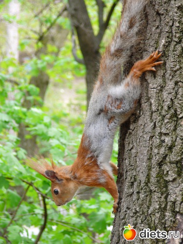 42 ����: �������