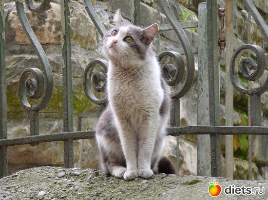 44 ����: �������