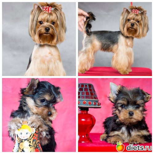 2 ����: ������