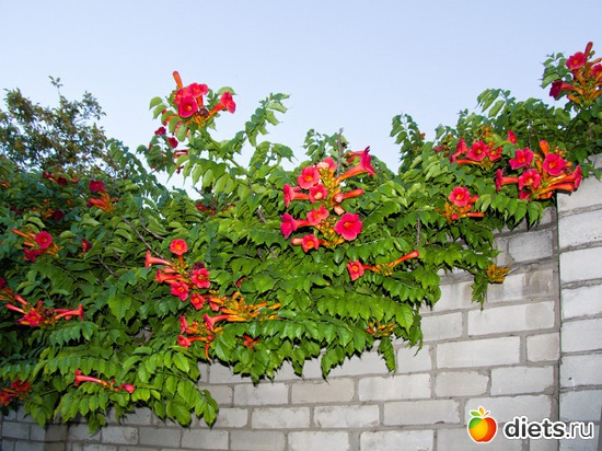 41 ����: �����-����-����� 2013 - 2015